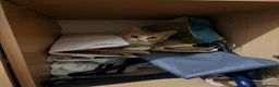 Domestic Shorthair cats for sale: 7-Month-Old Loving & Playful Male Kitten  - Advert 6