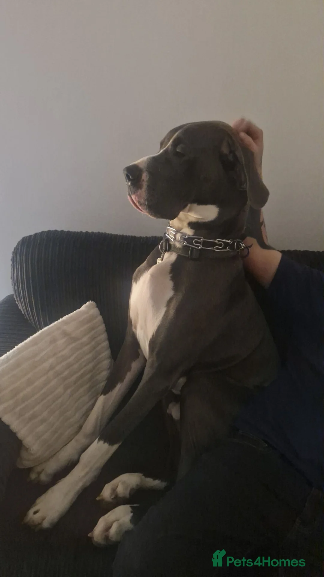 Great Dane dogs for sale: Great dane - Advert 2