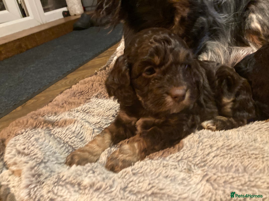 Cockapoo dogs for sale: Taking Genuine Enquired Phantom Female Cockapoo - Image 25