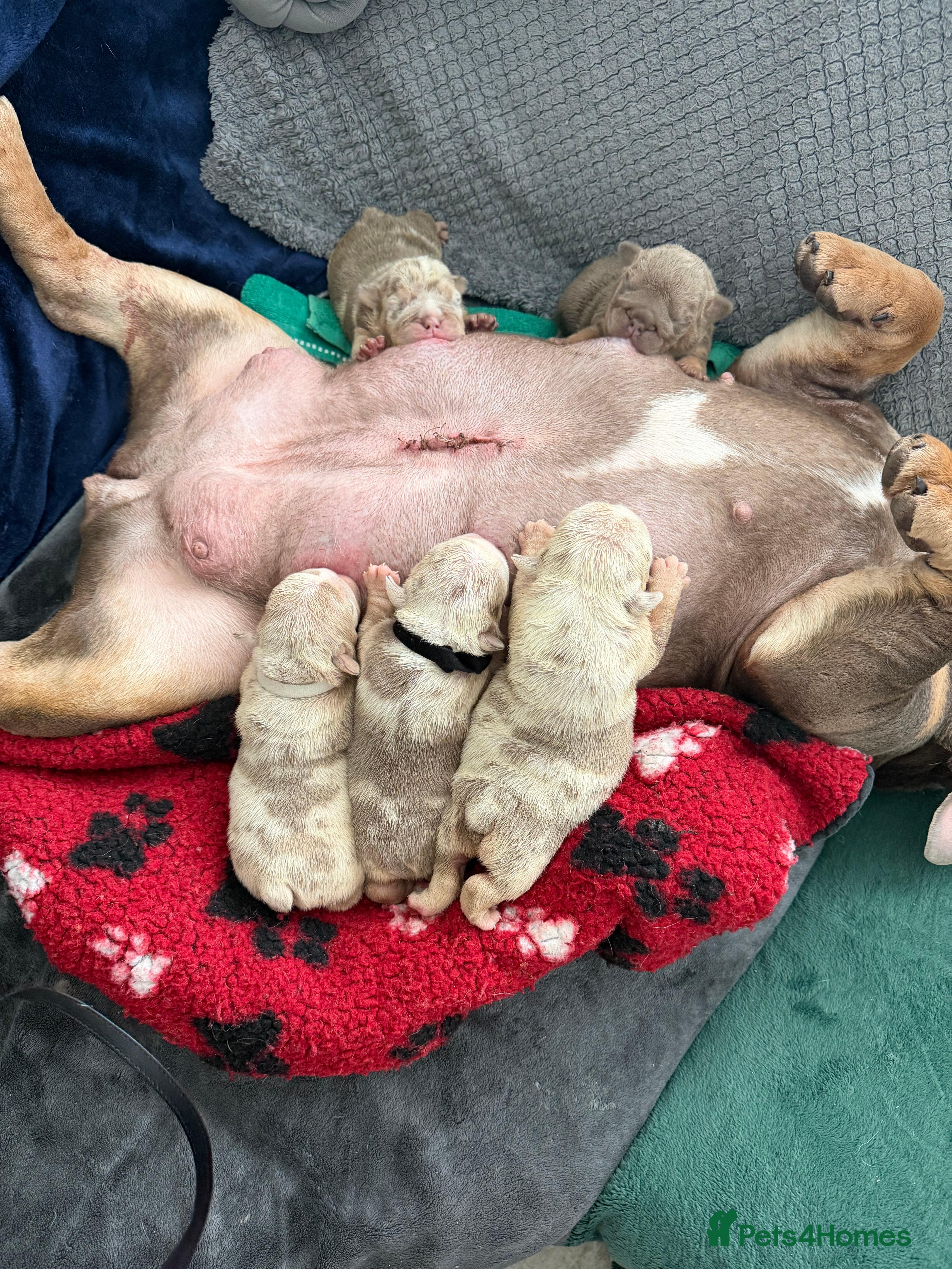 English Bulldog dogs for sale: British bull dog puppy’s  - Advert 1