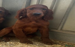 Irish Setter dogs for sale: Outstanding Irish setter puppies  - Image 16