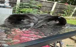 Mini Lop rabbits for sale: 2 stunning young does  - Image 1