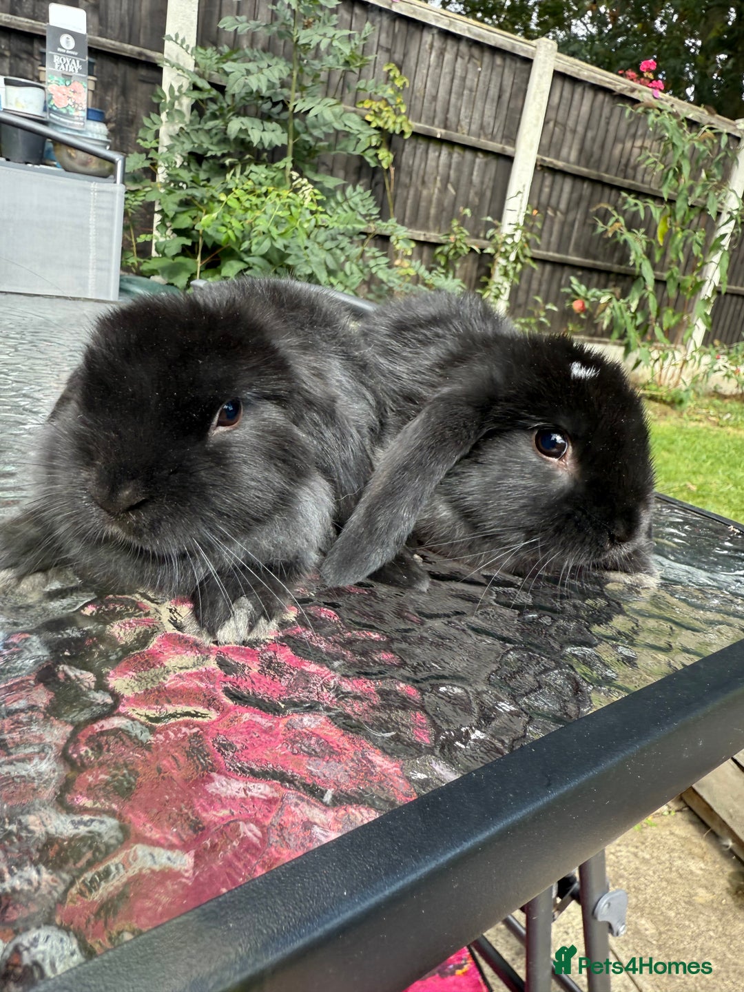 Mini Lop rabbits for sale: 2 stunning young does  - Image 1