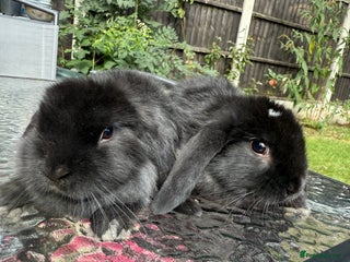 Mini Lop rabbits - Advert 37