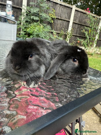 Mini Lop rabbits - Advert 10