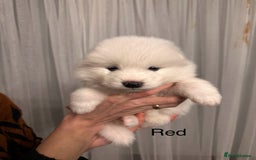 Samoyed dogs for sale: Samoyed Puppies — Ready to Reserve Now! - Image 35