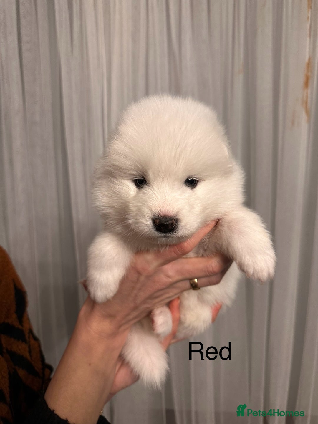Samoyed dogs for sale: Samoyed Puppies — Ready to Reserve Now! - Image 35