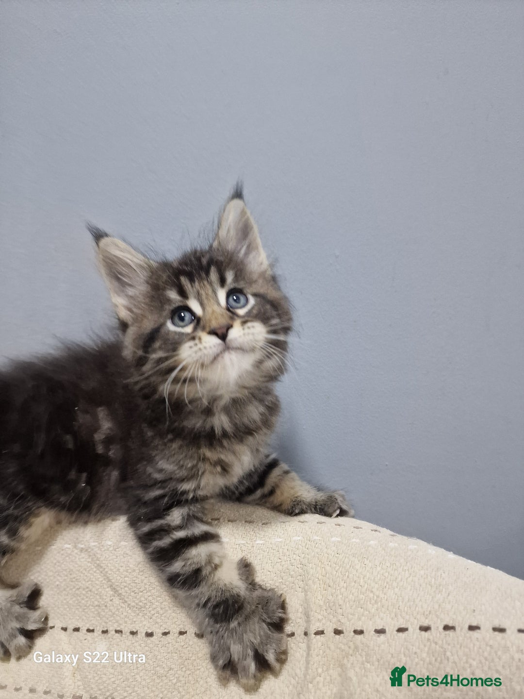 Maine Coon cats for sale: Pure Makne coon - Advert 5