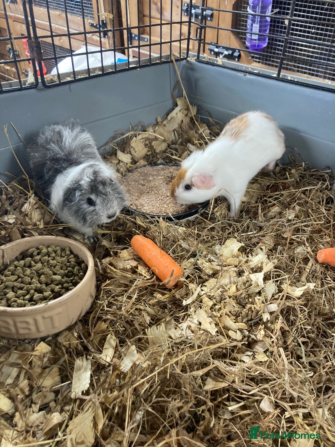Guinea Pig rodents for sale: Lots of lovely baby guinea pigs - Image 15