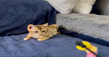 Bengal cats - Advert 14