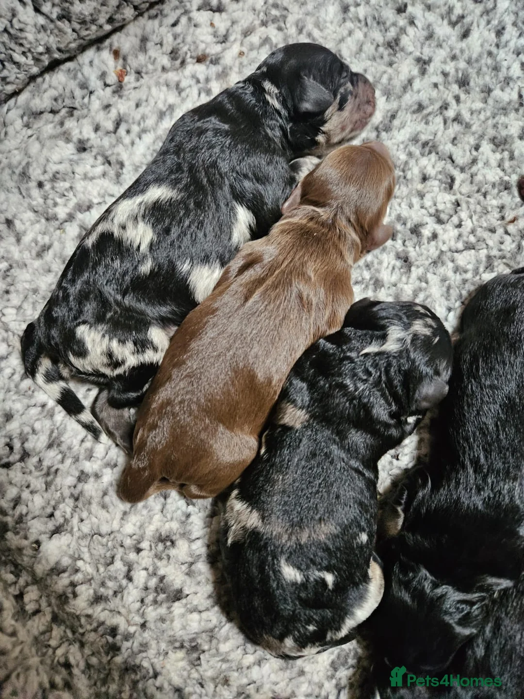 Miniature Poodle dogs for stud: Miniature poodle blue merle for stud in Bradford - Advert 34