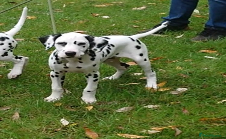 Dalmatian dogs - Advert 1