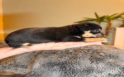 Mixed Breed dogs for sale: Miniature JackChi Puppy’s for sale.  - Image 18