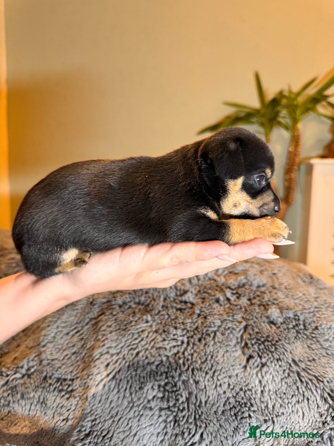 Mixed Breed dogs for sale: Miniature JackChi Puppy’s for sale.  - Image 18