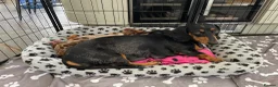 Dachshund dogs for sale: Dachsund Dapple puppies  - Advert 3