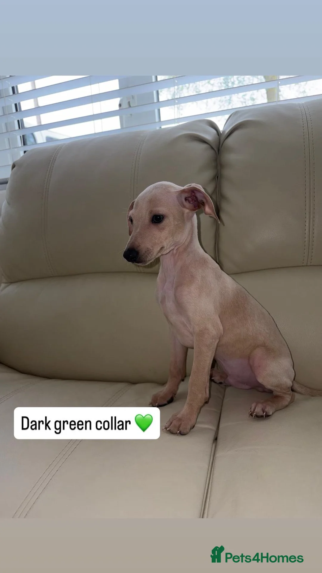 Italian Greyhound dogs for sale: Ready to leave last 4 boys Kc registered - Advert 1