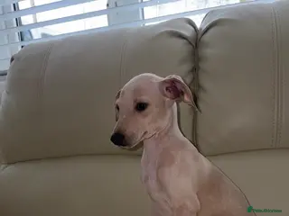 Italian Greyhound dogs Ready to leave last 4 boys Kc registered - Advert 18