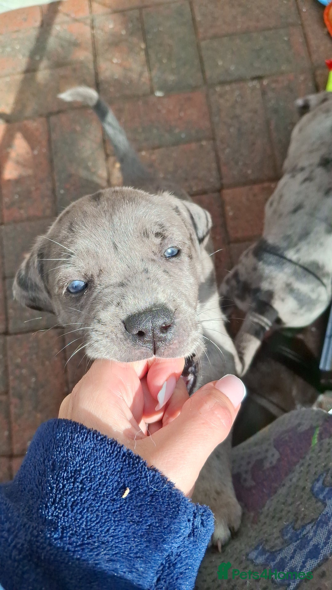 Mixed Breed dogs for sale: HARLEQUINN CANE CORSO X AMERICAN BULLDOGGE - Image 5