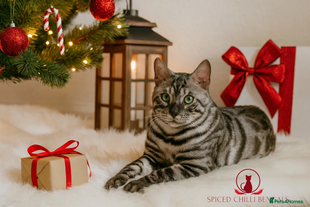 Bengal cats for sale: ✨️ CHAMPION BENGAL LOOKING FOR FOREVER HOME ✨️ - Advert 6