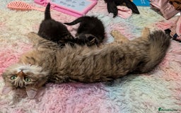 Mixed Breed cats for sale: Last one left! Mixed Breed Mini Maine Coon Dupes - Image 8