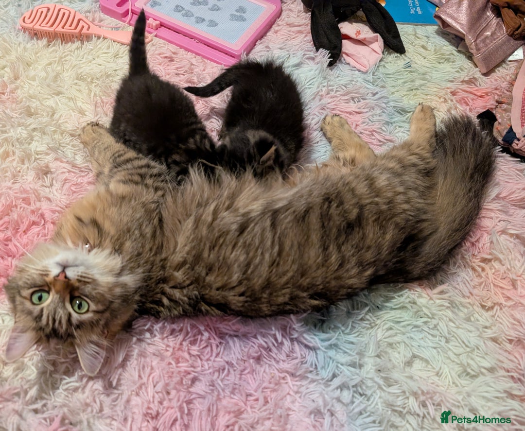 Mixed Breed cats for sale: Last one left! Mixed Breed Mini Maine Coon Dupes - Image 8