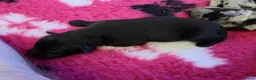 Labrador Retriever dogs for sale: Labrador puppies - Advert 6