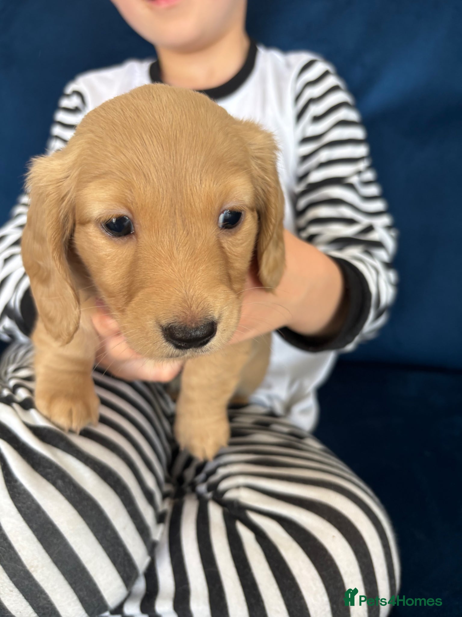Miniature Dachshund dogs READY NOW Pure cream mini long haired pups - Advert 1