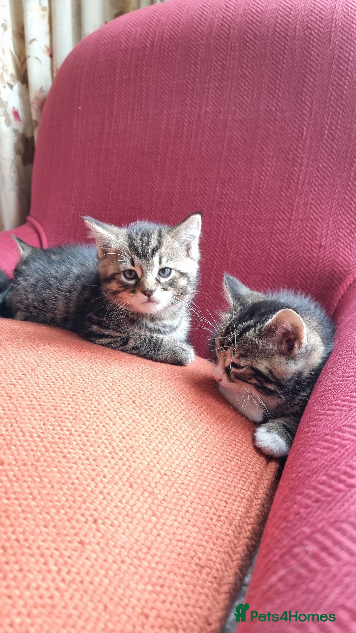 Mixed Breed cats for sale: BONDED PAIR bro/sis kittens - Advert 2