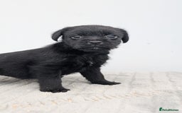 Mixed Breed dogs for sale: Border x Bedlington Female  - Image 2