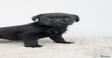 Mixed Breed dogs - Advert 6