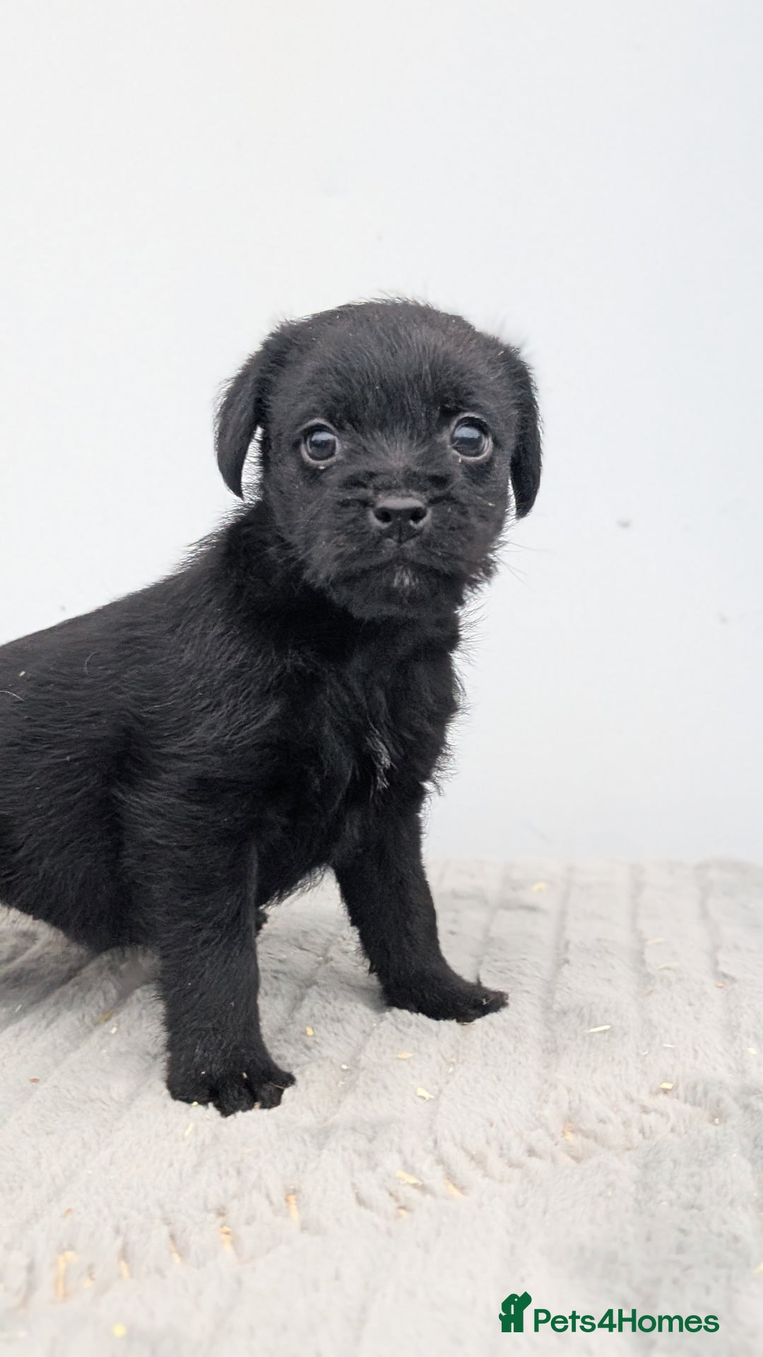 Mixed Breed dogs for sale: Border x Bedlington Female  - Image 2