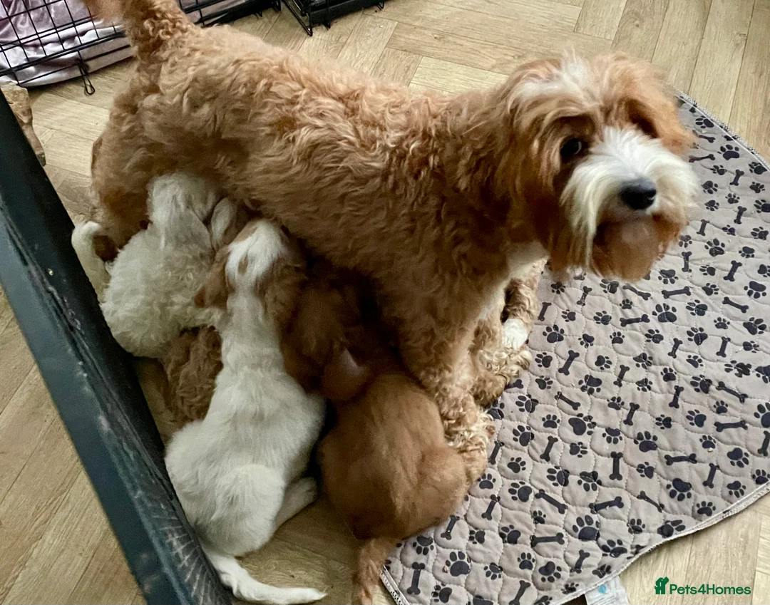 Australian Labradoodle dogs for sale: Multi-Gen Australian Labradoodle Puppies - Advert 2