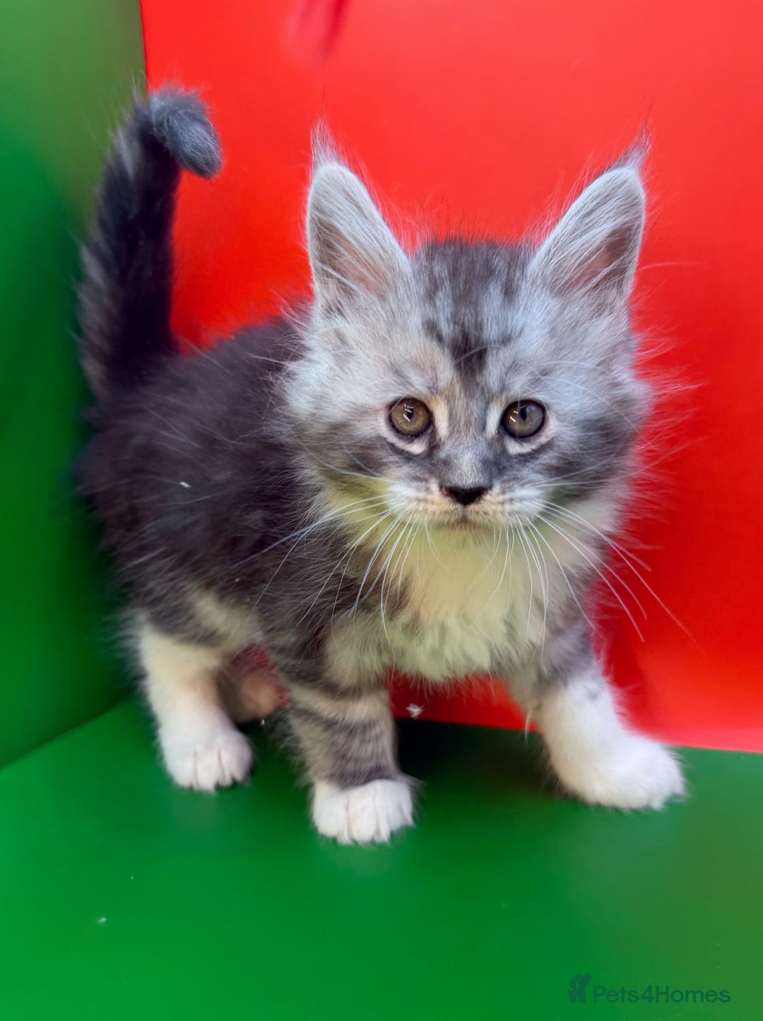 Maine Coon cats for sale: Maine Coons with Tests, Papers, Vet Checks & Vacc. - Advert 13