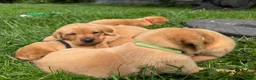 Labrador Retriever dogs for sale: FOX RED LABRADOR PUPPIES PARENTS HEALTH TESTED in Chepstow - Advert 9