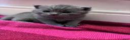 British Shorthair cats for sale: British Short Hair Kittens - Advert 4