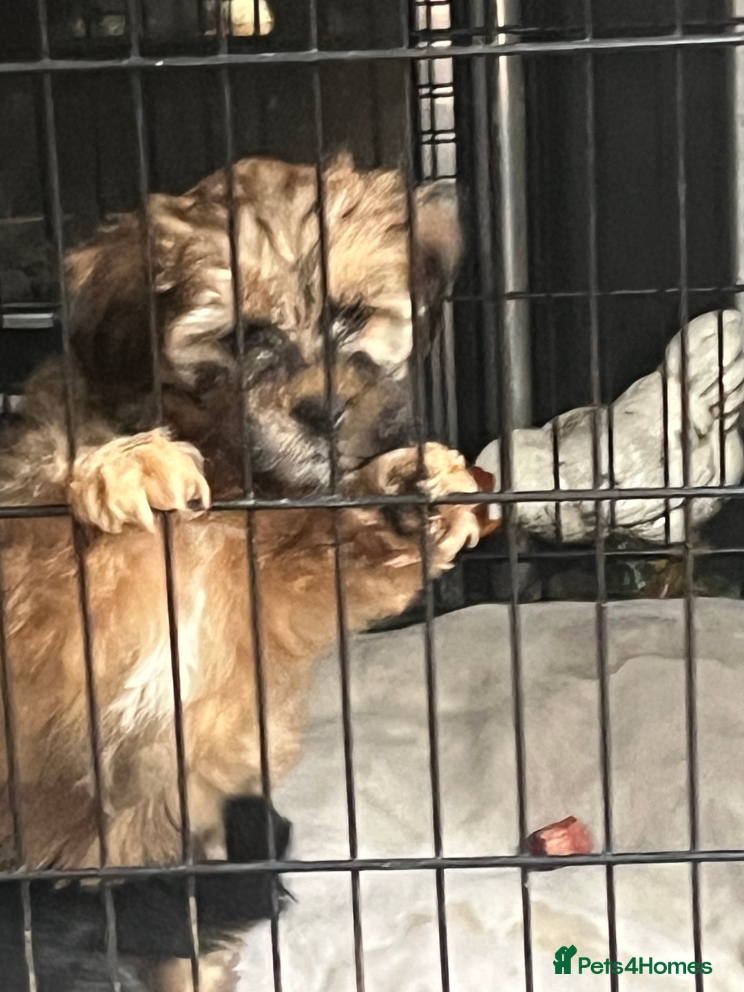 Mixed Breed dogs for sale: Shihpoo x Cockapoo puppies  - Advert 3