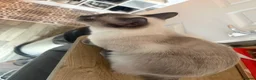 Mixed Breed cats for sale: 1 year old ragdoll and ginger tabby  in Hatfield - Advert 5