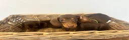 Miniature Dachshund dogs for sale: Beautiful Chocolate & Tan Dachshund Pups Ready Now - Advert 13