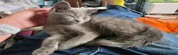 Mixed Breed cats for sale: Last 3/4 persian kittens ready now - Advert 1