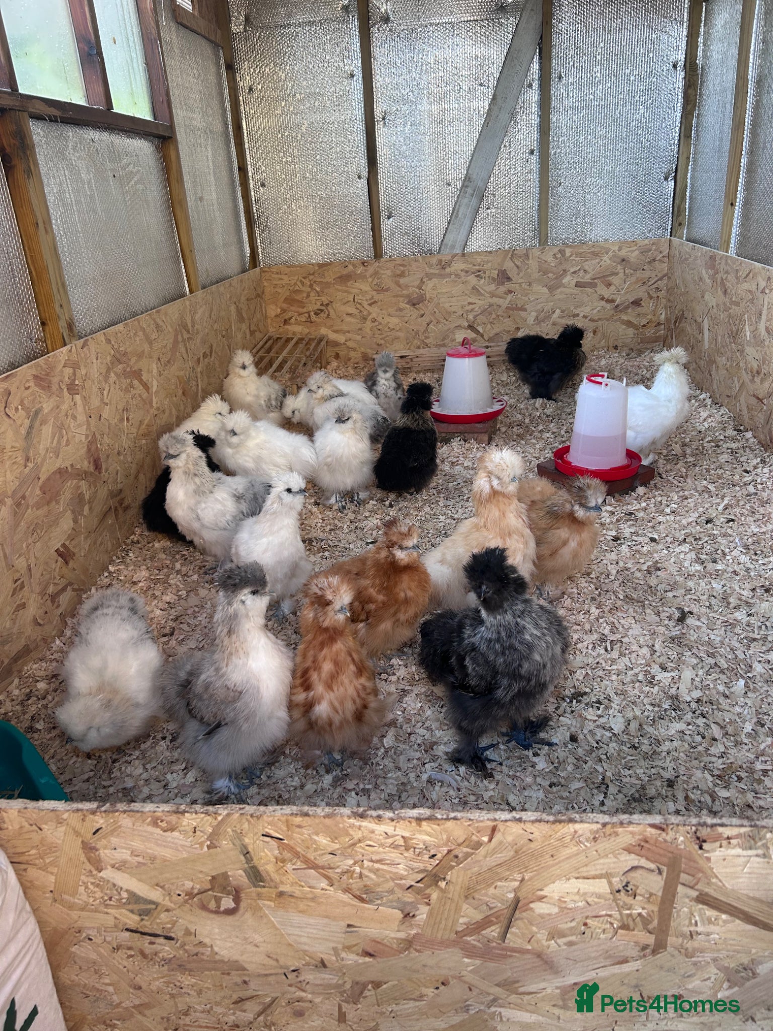 Chickens poultry Silkie Chicks - Advert 2
