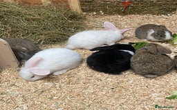 Dutch rabbits for sale: Bunnies for sale - Image 3