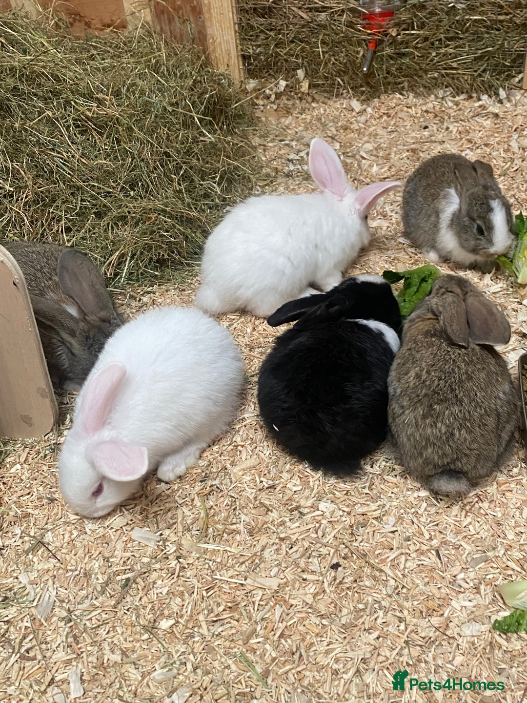 Dutch rabbits for sale: Bunnies for sale - Image 3