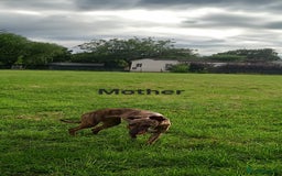 Whippet dogs for sale: *LAST MALE PUPPY* Beautiful KC Registered Puppies - Image 22