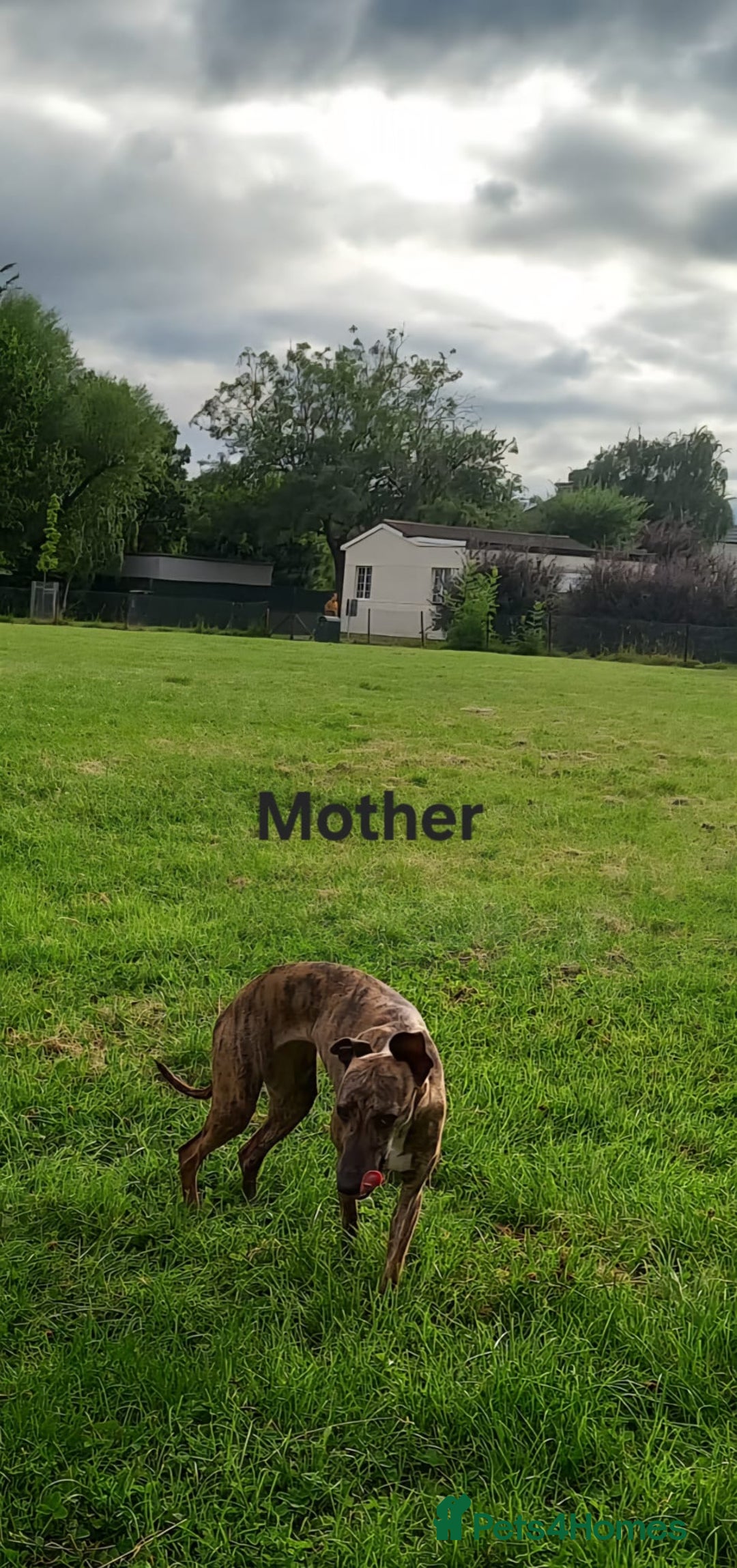 Whippet dogs for sale: *LAST MALE PUPPY* Beautiful KC Registered Puppies - Image 22