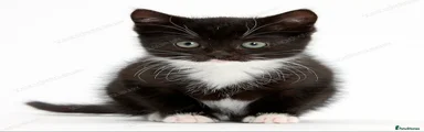 Domestic Shorthair 1