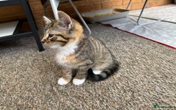 Mixed Breed cats for sale: Cute Kittens for Sale - Ginger, Grey and Black - Image 6