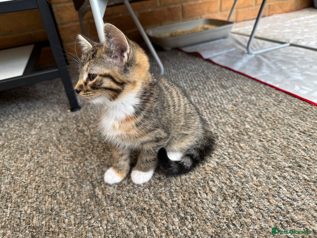 Mixed Breed cats for sale: Cute Kittens for Sale - Ginger, Grey and Black - Image 6