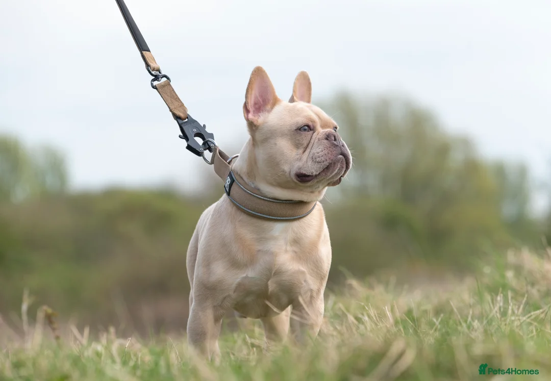 French Bulldog dogs for stud: 🔥 PLATINUM LILAC & TAN FLUFFY - WELL PROVEN- KC   in Blackpool - Advert 11