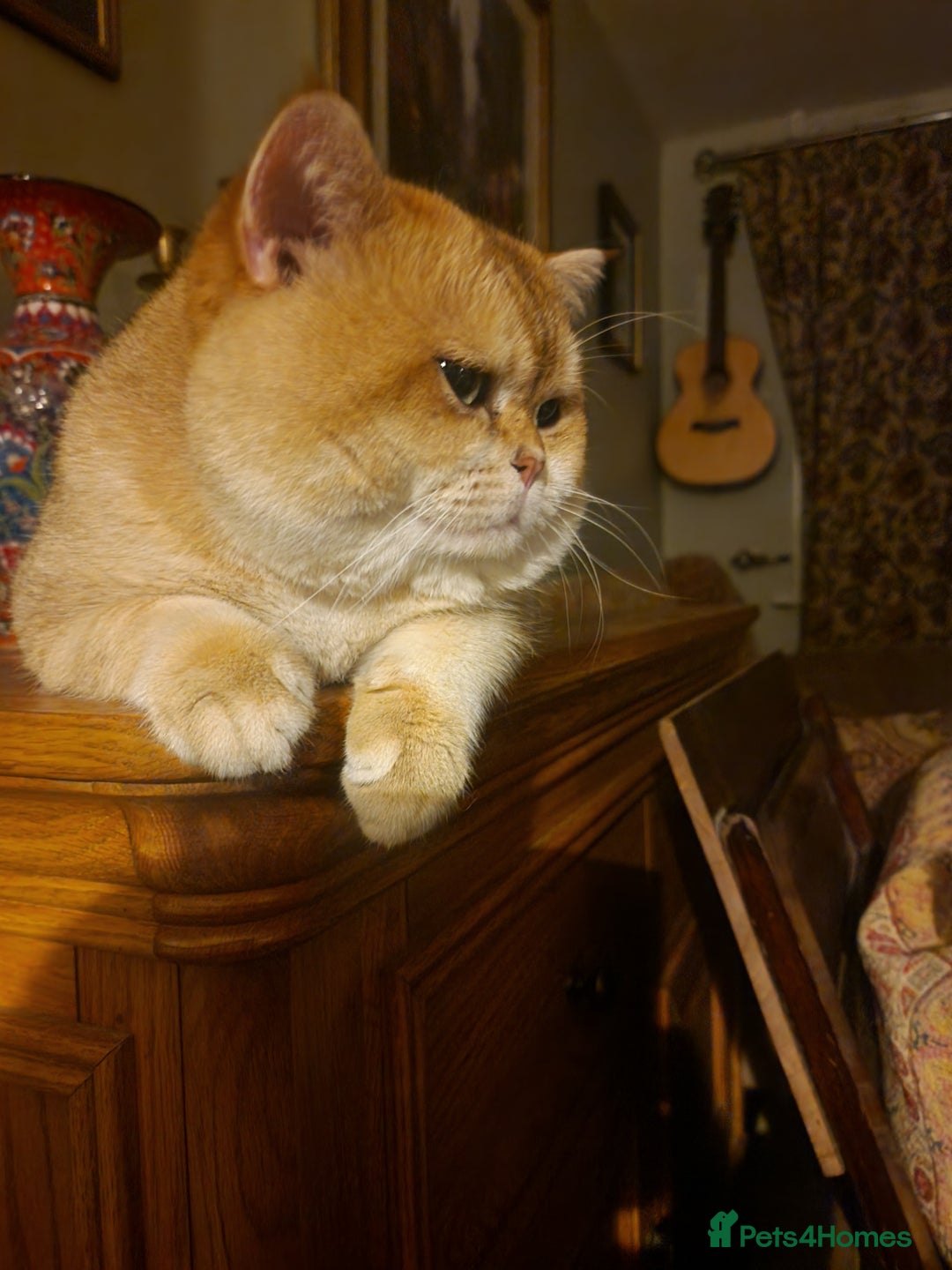 British Shorthair cats for sale: 1 TICA REG BSH GOLDEN COLOURPOINT POINT  - Image 8