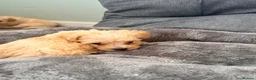 Maltipoo dogs for sale: F1 maltipoo pups  - Advert 6